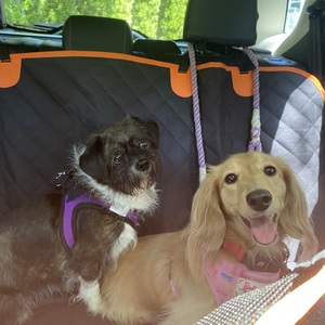 Wieners & Rescues